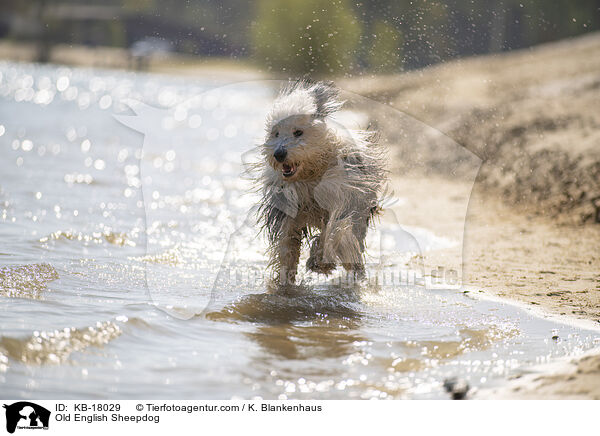 Bobtail / Old English Sheepdog / KB-18029