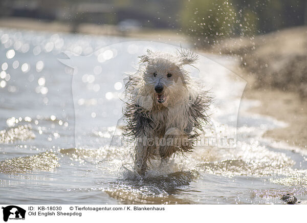 Bobtail / Old English Sheepdog / KB-18030