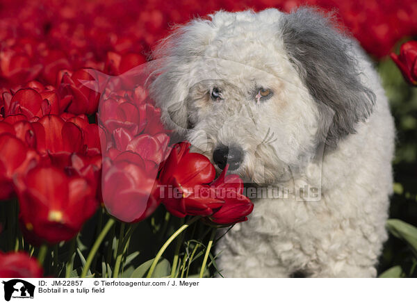 Bobtail im Tulpenfeld / Bobtail in a tulip field / JM-22857