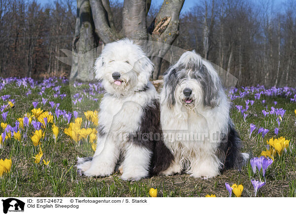 Bobtail / Old English Sheepdog / SST-24672