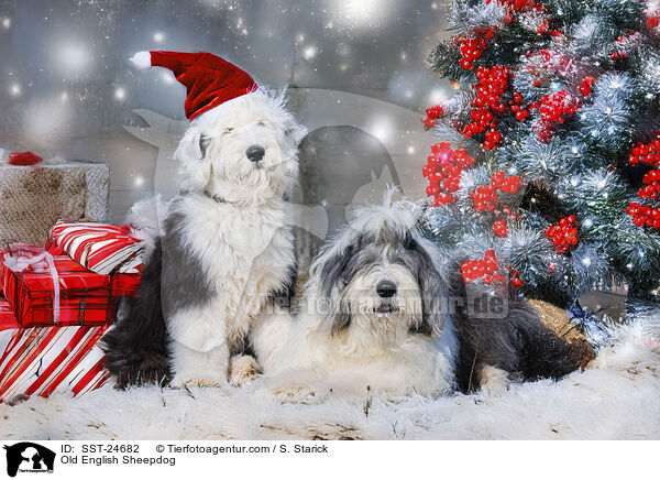 Bobtail / Old English Sheepdog / SST-24682