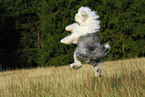 playing Old English Sheepdog