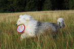 playing Old English Sheepdog