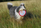 playing Old English Sheepdog