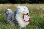 playing Old English Sheepdog