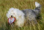 playing Old English Sheepdog