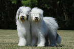 standing Bobtails