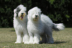 standing Bobtails