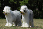 standing Bobtails