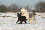 Labrador Retriever and Bobtail