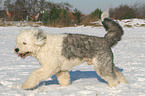 running Old English Sheepdog