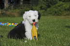 Old English Sheepdog Puppy