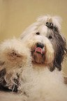 Old English Sheepdog Portrait