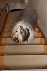 Old English Sheepdog