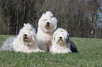 Old English Sheepdogs