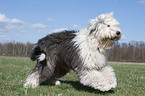 running Old English Sheepdog