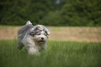 running Bobtail