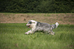 running Bobtail