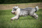 running Bobtail