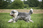 running Bobtail