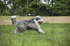 running Bobtail