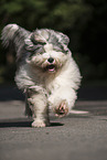 running Bobtail