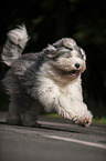 running Bobtail