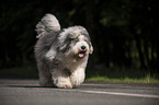 walking Bobtail