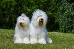2 Old English Sheepdogs