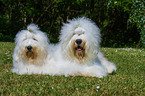 2 Old English Sheepdogs