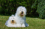 2 Old English Sheepdogs