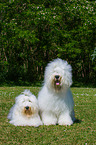 2 Old English Sheepdogs