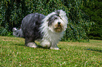 walking Old English Sheepdog