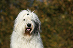 Old English Sheepdog Portrait