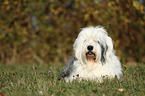 lying Old English Sheepdog