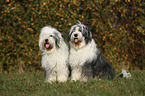 Old English Sheepdogs