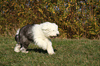 running Old English Sheepdog
