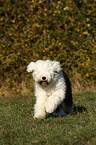 running Old English Sheepdog