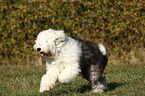 running Old English Sheepdog