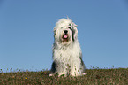sitting Old English Sheepdog