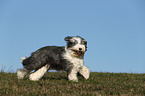 running Old English Sheepdog