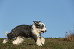 running Old English Sheepdog