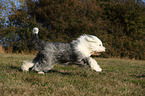running Old English Sheepdog
