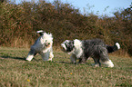 Old English Sheepdogs