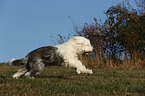 running Old English Sheepdog