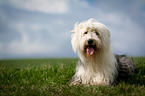 Bobtail lies on meadow