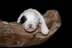 lying Old English Sheepdog Puppy