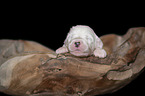 lying Old English Sheepdog Puppy