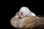 lying Old English Sheepdog Puppy