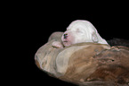 lying Old English Sheepdog Puppy